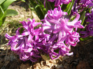 Hyacinth Amethyst (2012, April 11)
