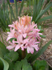 Hyacinth Pink Pearl (2012, April 04)