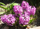 Hyacinth Amethyst (2012, April 13)