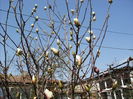 magnolia faza 1