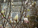 magnolia faza 2