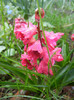 Hyacinthus Hollyhock (2012, April 15)