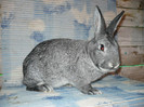 Mascul CHINCHILLA MARE