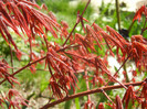 Acer palmatum Bloodgood (2012, Apr.16)