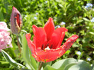 Tulipa Rococo (2012, April 16)