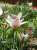 Tulipa Peppermint Stick (2012, April 14)