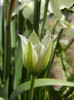 Tulip Alba Coerulea Oculata (2012, Apr.16)