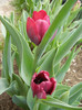 Tulipa Negrita (2012, April 17)