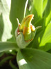 Tulipa Parrot (2012, April 16)