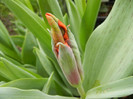 Tulipa Giant Parrot (2012, April 18)