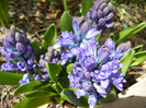 Hyacinth Delft Blue (2012, April 17)