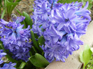 Hyacinth Delft Blue (2012, April 20)