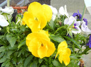 Pansies (2012, April 17)