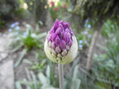 Allium Purple Sensation (2012, April 24)