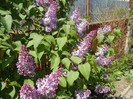 Syringa vulgaris_Lilac (2012, April 24)