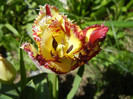Barbados TBV, broken tulip 23apr12