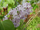 Syringa vulgaris_Lilac (2012, April 25)