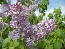 Syringa vulgaris_Lilac (2012, April 25)