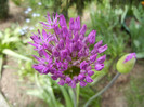 Allium Purple Sensation (2012, April 26)