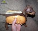 Hotdog