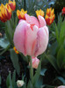 Tulipa Libretto Parrot (2012, April 29)