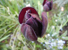 Tulipa Queen of Night (2012, April 29)