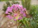 Allium Purple Sensation (2012, April 30)