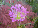 Allium Purple Sensation (2012, May 03)