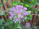 Allium Purple Sensation (2012, May 03)