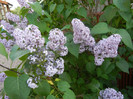 Syringa vulgaris_Lilac (2012, April 29)