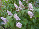 Syringa vulgaris_Lilac (2012, April 29)