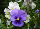 Pansies (2012, May 09)