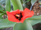 Red Tulip, black base (2012, April 25)