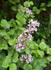 Syringa patula Miss Kim (2012, May 09)