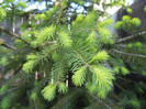 Picea abies (2012, May 03)