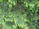Picea abies_Molid (2012, May 03)