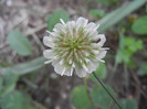 Trifolium repens 09may2012