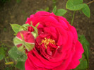 L.D.Braithwaite • AUScrim • Braithwaite • Leonard Dudley Braithwaite - Shrub.  English Rose Collecti