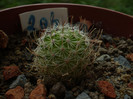 ECHINOFOSSULOCACTUS