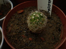 ECHINOFOSSULOCACTUS