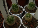 ECHINOFOSSULOCACTUS