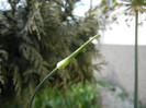 Allium Hair (2012, May 12)