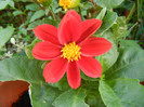 Dahlia Figaro Red (2012, May 13)