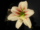 hippeastrum Lipstick