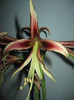 Hippeastrum Lima