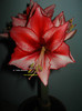 Hippeastrum Charisma