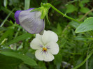 Pansies (2012, May 18)