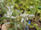 Leontopodium alpinum (2012, May 23)