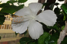 Hibi Dainty White