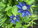 clematis